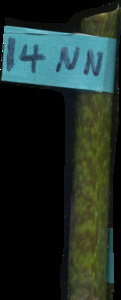 primarybranch