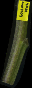 primarybranch