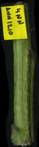 primarybranch