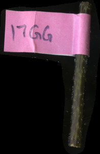 primarybranch