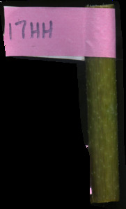 primarybranch