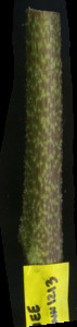 primarybranch