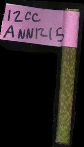 primarybranch