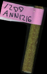 primarybranch