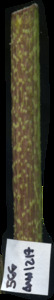 primarybranch