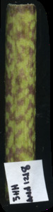 primarybranch