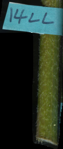 primarybranch