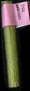 primarybranch