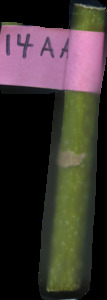 primarybranch