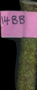 primarybranch