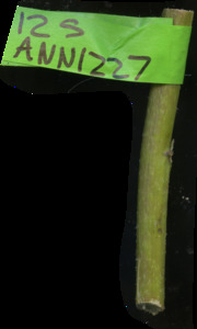 primarybranch