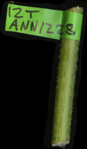 primarybranch