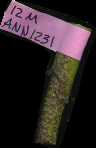 primarybranch
