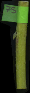 primarybranch