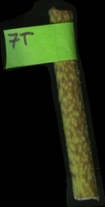 primarybranch