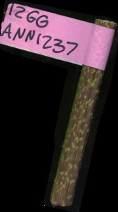 primarybranch