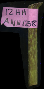primarybranch