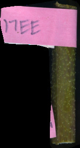 primarybranch