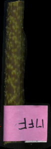 primarybranch