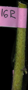 primarybranch