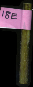 primarybranch