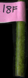 primarybranch