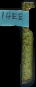 primarybranch