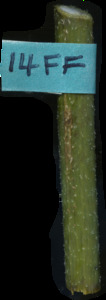 primarybranch