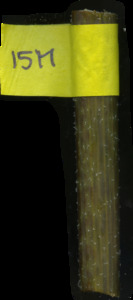 primarybranch