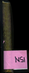 primarybranch