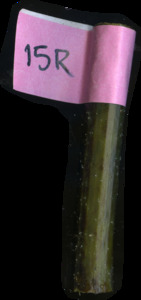 primarybranch