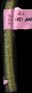 primarybranch