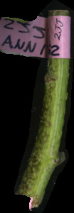 primarybranch
