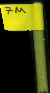 primarybranch