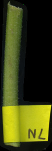primarybranch