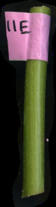primarybranch