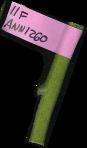 primarybranch