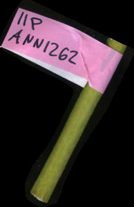 primarybranch
