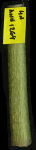 primarybranch