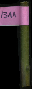 primarybranch