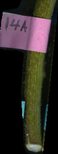 primarybranch