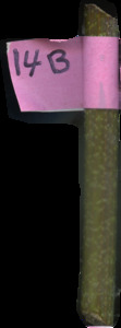 primarybranch