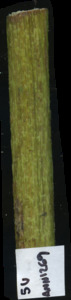 primarybranch