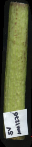 primarybranch