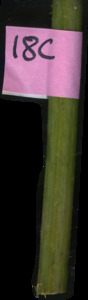 primarybranch