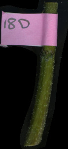 primarybranch