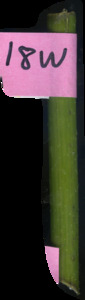 primarybranch