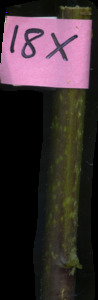 primarybranch