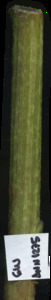 primarybranch