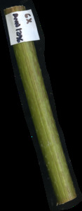 primarybranch
